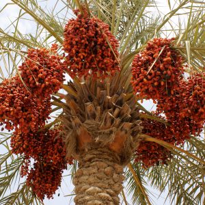 Dates005